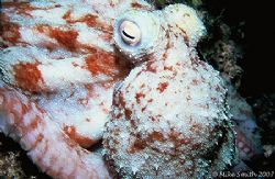 Caribbean Reef Octopus, taken in the Bahamas with my Niko... by Mike Smith 